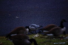 Branta leucopsis