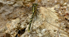 Austrogomphus guerini