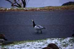 Branta leucopsis