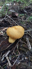 Gymnopilus chrysopellus