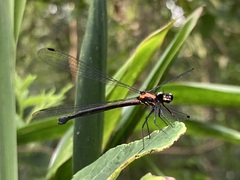 Austroargiolestes chrysoides