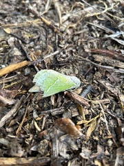 Aenetus virescens