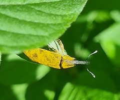Gasteroclisus