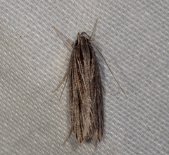 Leistarcha scitissimella
