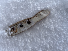 Robinia pseudoacacia