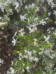 Olearia ramulosa