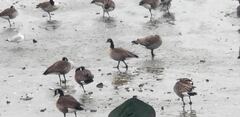 Branta canadensis