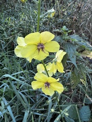 Verbascum blattaria