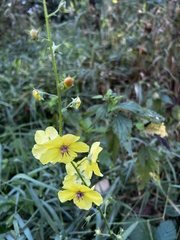 Verbascum blattaria
