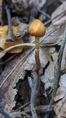 Pholiotina rugosa