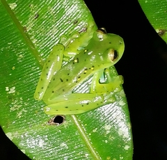 Espadarana prosoblepon