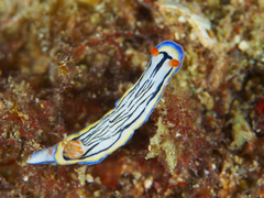 Hypselodoris maritima