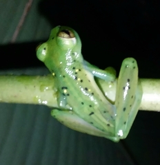 Espadarana prosoblepon