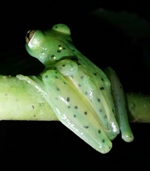 Espadarana prosoblepon