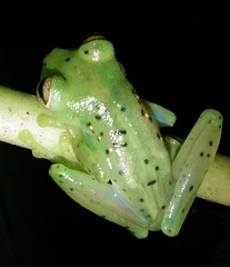 Espadarana prosoblepon