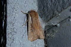 Ichneutica atristriga