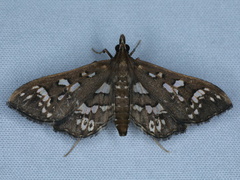 Ischnurges illustralis