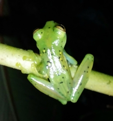 Espadarana prosoblepon