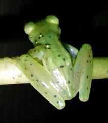 Espadarana prosoblepon