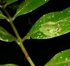 Espadarana prosoblepon