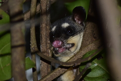 Philander opossum