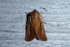 Ichneutica atristriga