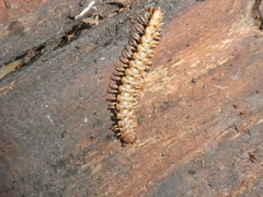 Nearctodesmidae