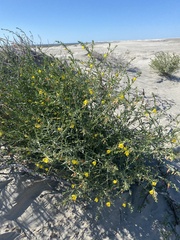 Eulobus crassifolius