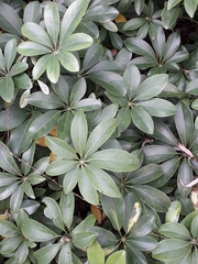 Heptapleurum arboricola