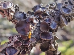 Tuckermanopsis sepincola