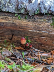 Mycena sanguinolenta