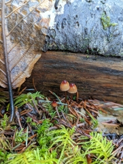 Mycena sanguinolenta
