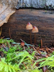 Mycena sanguinolenta
