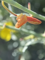 Eulobus crassifolius