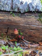 Mycena sanguinolenta