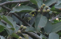 Machlolophus xanthogenys