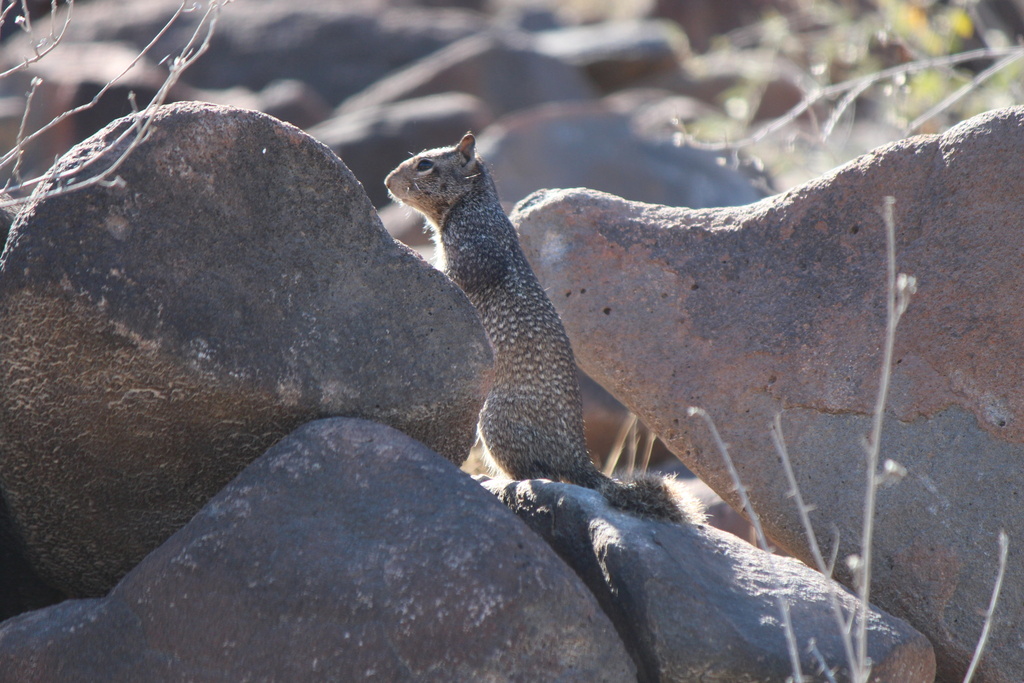 Baja California Rock Squirrel