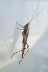 Conocephalus albescens