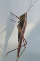 Conocephalus albescens