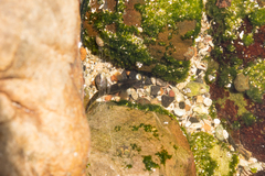 Caffrogobius nudiceps