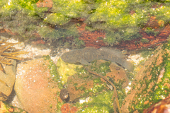 Caffrogobius nudiceps