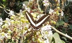 Heraclides hectorides