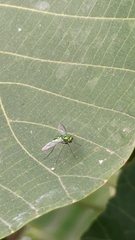 Chrysosoma globiferum