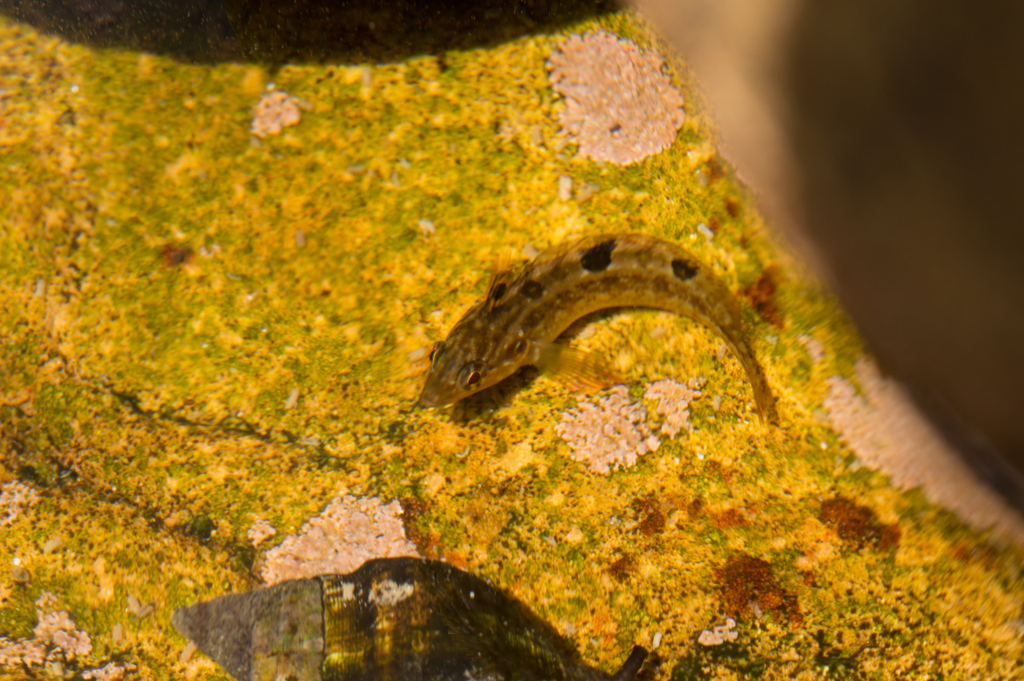 Super klipfish (Clinus superciliosus) — Clinidae