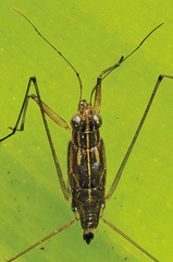 Onychotrechus