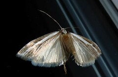 Orocrambus vittellus