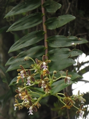 Epidendrum exasperatum