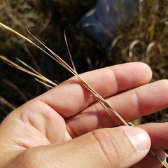Andropogon virginicus