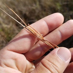 Andropogon virginicus