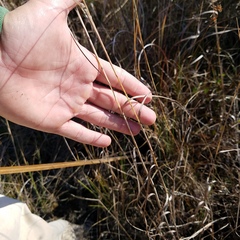 Andropogon virginicus